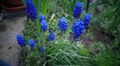 Muscari armeniacum