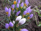 Crocusi 3 mart 2010 (2)