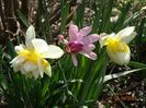 White Cheerfulness