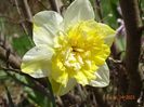 White Cheerfulness