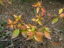abelia Kaleidoscope