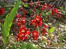 chaenomeles Crimson and Gold