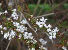 spiraea Fujino Pink