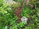 Acer Hubbs Red Willow