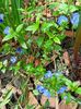 Veronica Georgia Blue