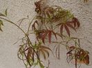 acer palmatum Red Pygmy