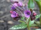 pulmonaria Silver Bouquet