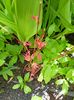Acer Phoenix