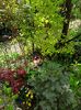 Acer Atropurpureum