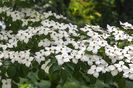 cornus-kousa