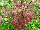 Hubbs Red Willow