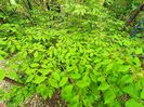 Eonymus alatus Compactus