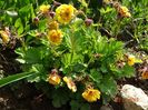 geum Golden Joy