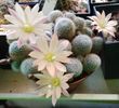 Rebutia heliosa cv Sunrise