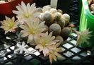 Rebutia heliosa cv Sunrise