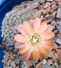 Rebutia mudanensis
