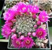 Mammillaria zeilmanniana