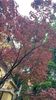 It almoṥt lookṥ like red Oak