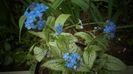Brunnera macrophylla,o frumusete ravnita de mult timp!