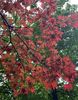 O sleeping red oak tree,