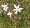 Ornithogalum umbellatum