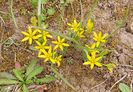 Poza prietenei mele - Ornithogalum luteum