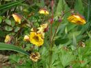 geum Golden Joy