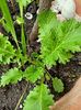 Muștar oriental Wasabi-na