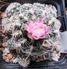 Gymnocalycium bruchii