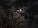 At midnight the Devil holds picnics in the graveyards and invites the witches ֊—then they