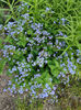 brunnera(myosotis) -nu mă uita peren