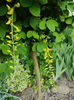 laburnum anagyroides