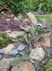 sempervivum mix