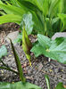 arum maculatum(specie botanica protejata)