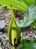 arum maculatum(specie botanica protejata)
