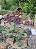 sempervivum mix