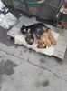 IMG-20230409-WA0003
