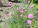 Armenia maritima