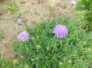 Scabiosa