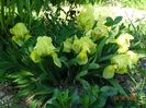 iris reichenbachii