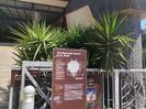 Capernaum