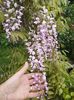 wisteria roz