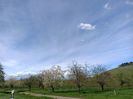 Img.2023.04.14- livada de cireși