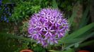 Allium