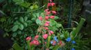 Heuchera