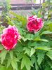 IMG20230510110423