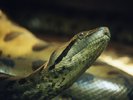 anaconda-snakes