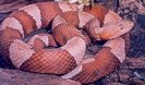 copperhead-782996