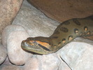 Paignton_Zoo__Green_Anaconda_by_SSJGarfield