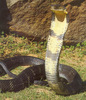 king_cobra